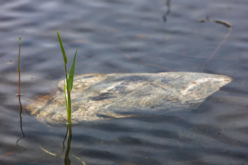 Rock in Clear Pond