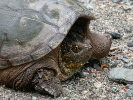 Snapper